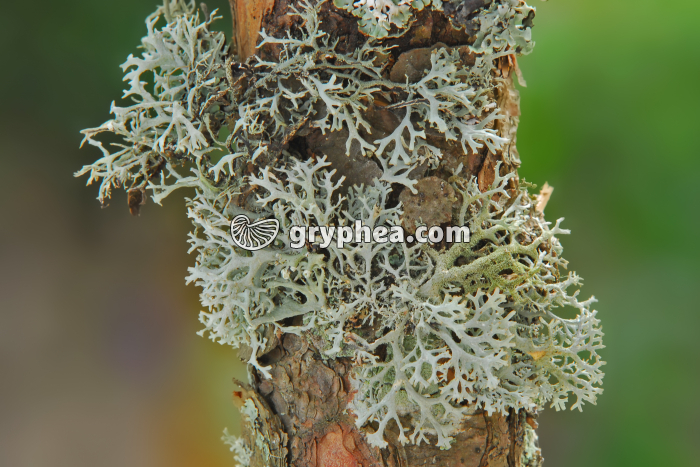 Lichen sur une branche d'Epicea - gryphea.com